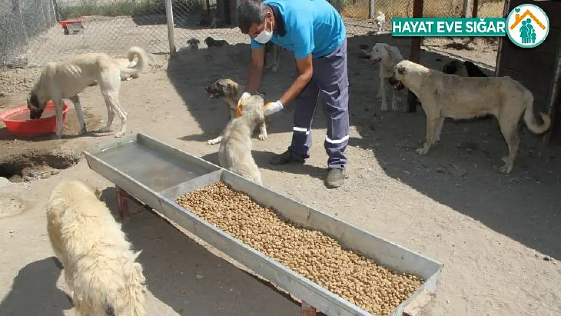 Yukarısalat'ta can dostlara Bismil Belediyesi sahip çıktı