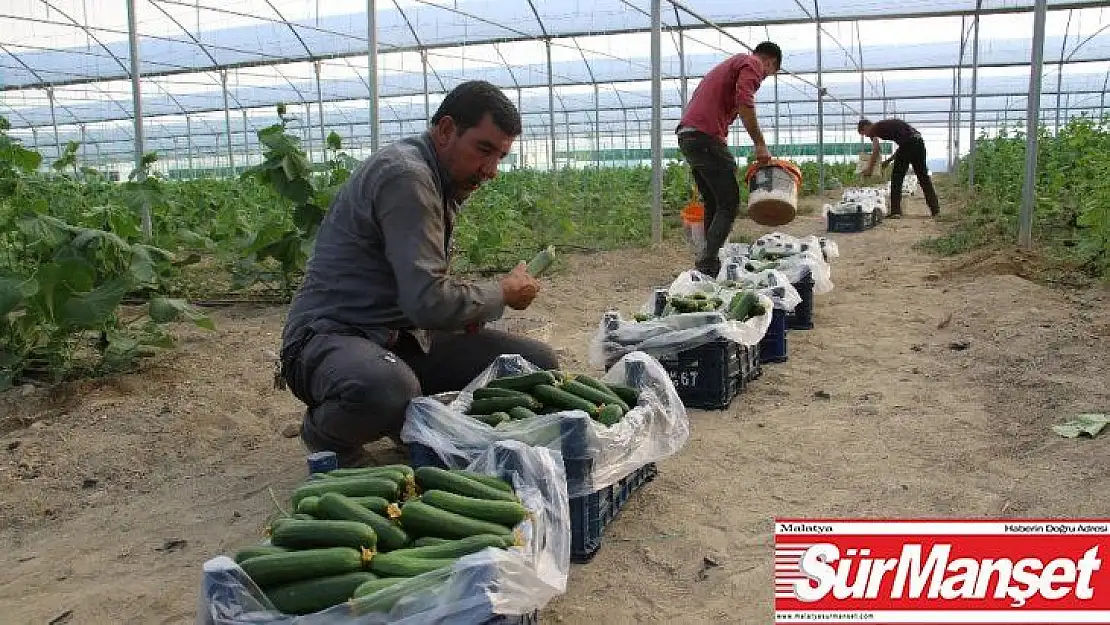 Yüzde 50 hibe ile kurduğu serada günlük 3 ton salatalık hasat ediyor