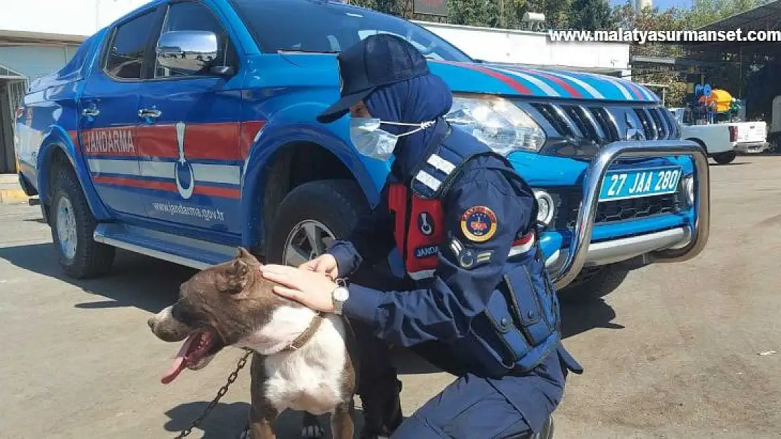 Zincirle otomobilin arkasına bağlanan köpeği jandarma kurtardı