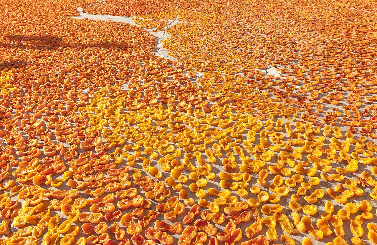 Kayısıda En Kötü Sezon! İklim Felaketi 2025'i Vurdu