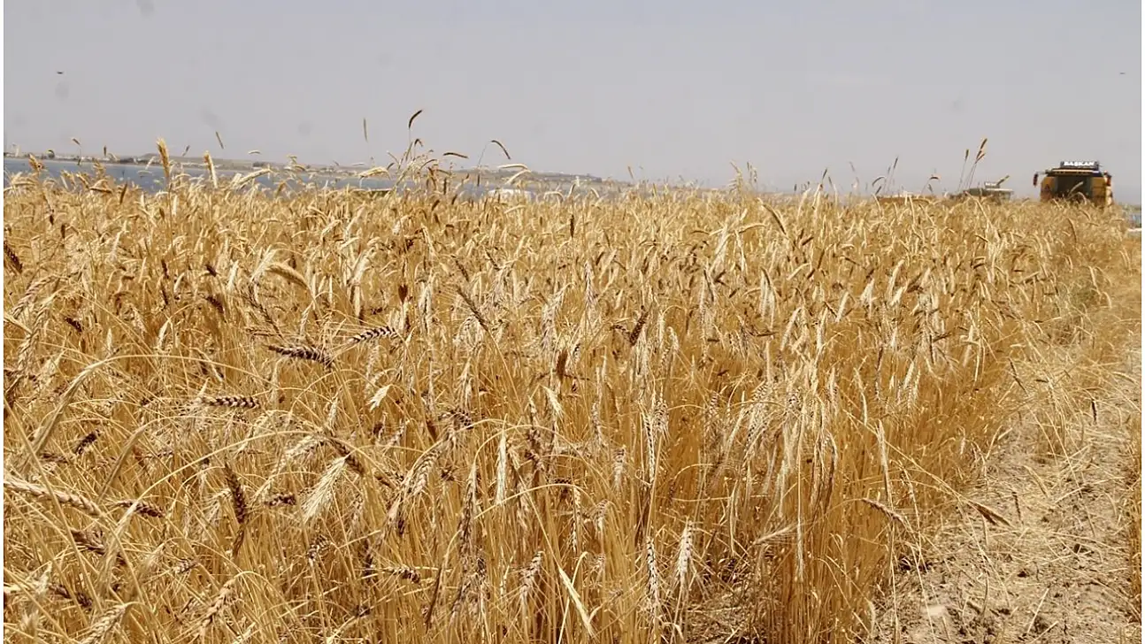 TİGEM 327 Ton Buğdayı Satışa Çıkardı: İhale Tarihi Belli Oldu