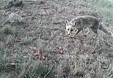 Gizemli Avcı Gün Yüzüne Çıktı... Kızıl Tilki Kamerada!