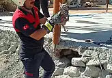 Küçük Bir Miyav Büyük Bir Kurtuluşun Habercisi Oldu