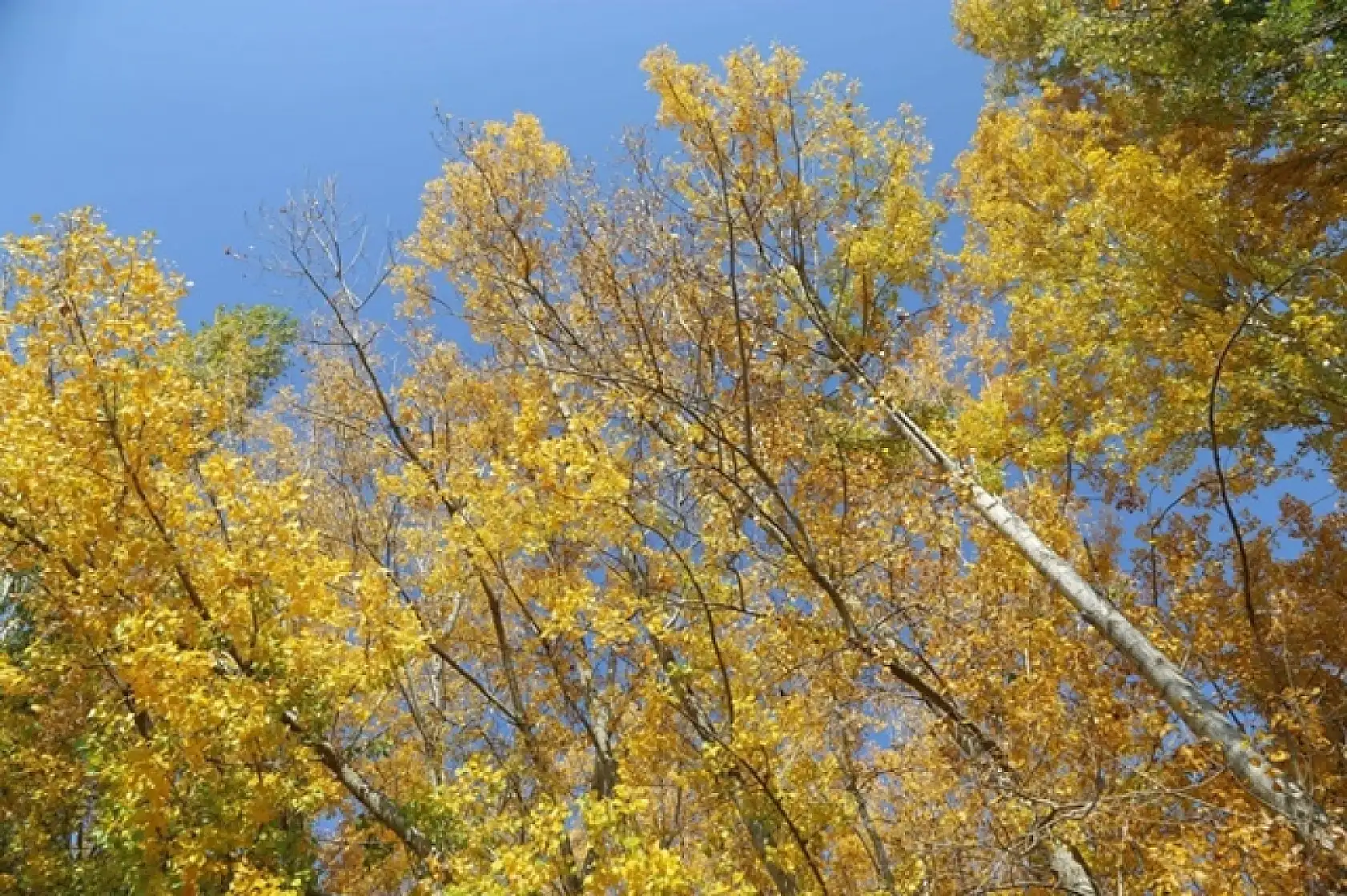 Sonbahar'dan Kareler