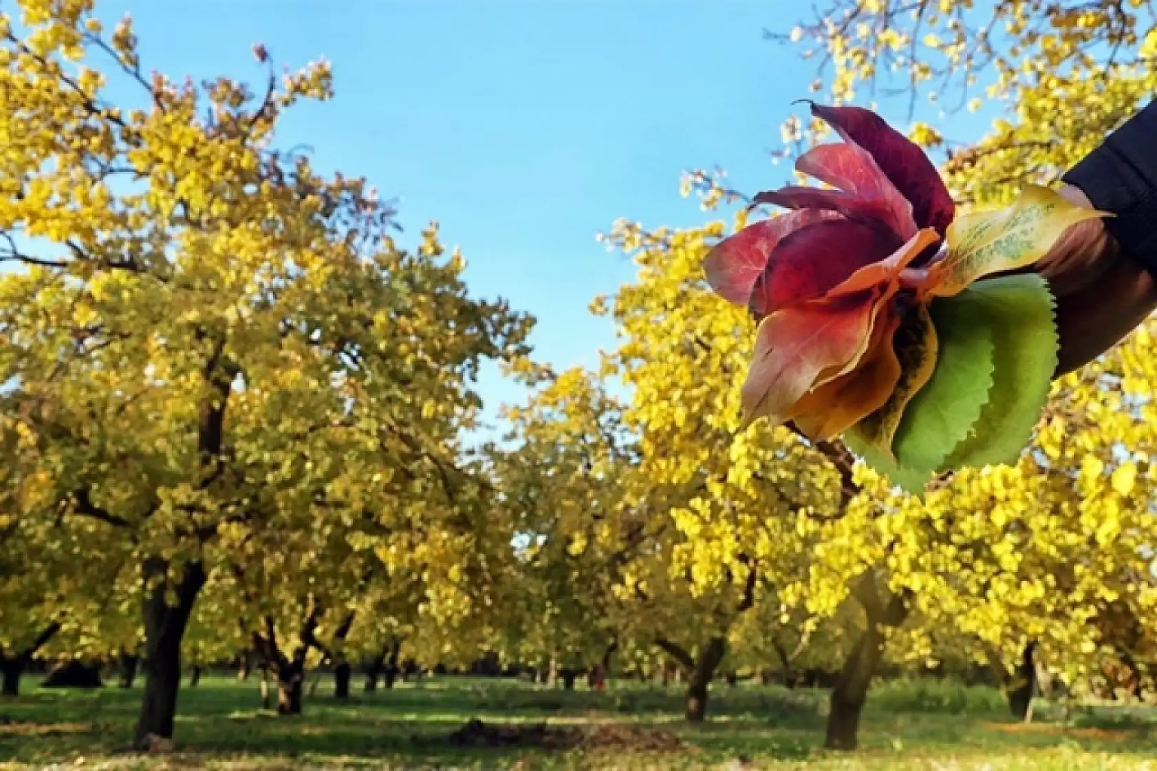 Sonbahar'dan Kareler