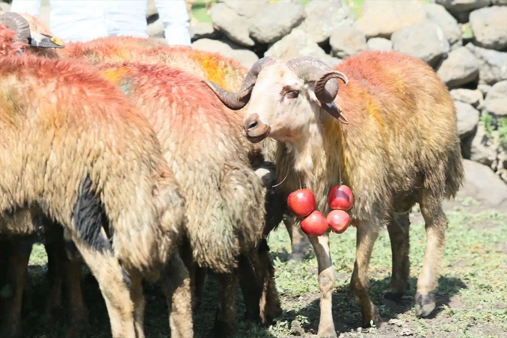 Kars'ta asırlık koç katım geleneği renkli görüntülerle yaşatılıyor
