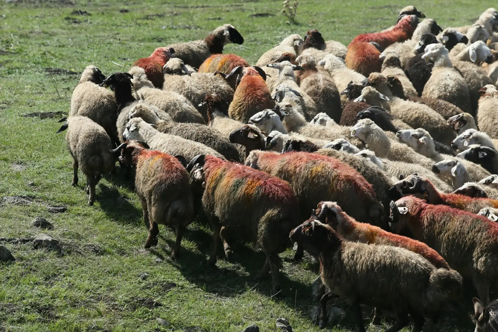 Kars'ta asırlık koç katım geleneği renkli görüntülerle yaşatılıyor