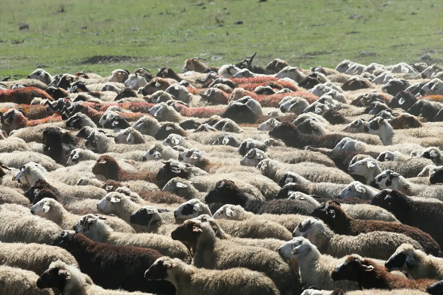 Kars'ta asırlık koç katım geleneği renkli görüntülerle yaşatılıyor
