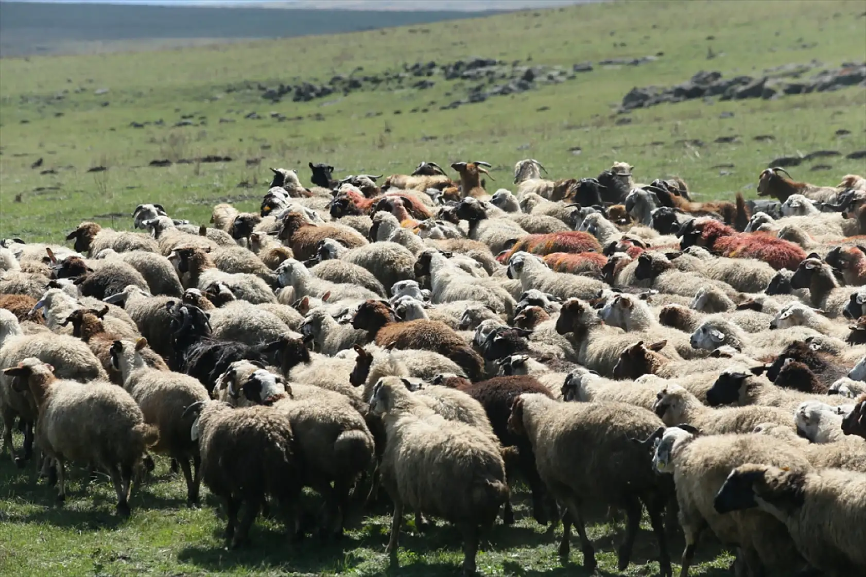 Kars'ta asırlık koç katım geleneği renkli görüntülerle yaşatılıyor