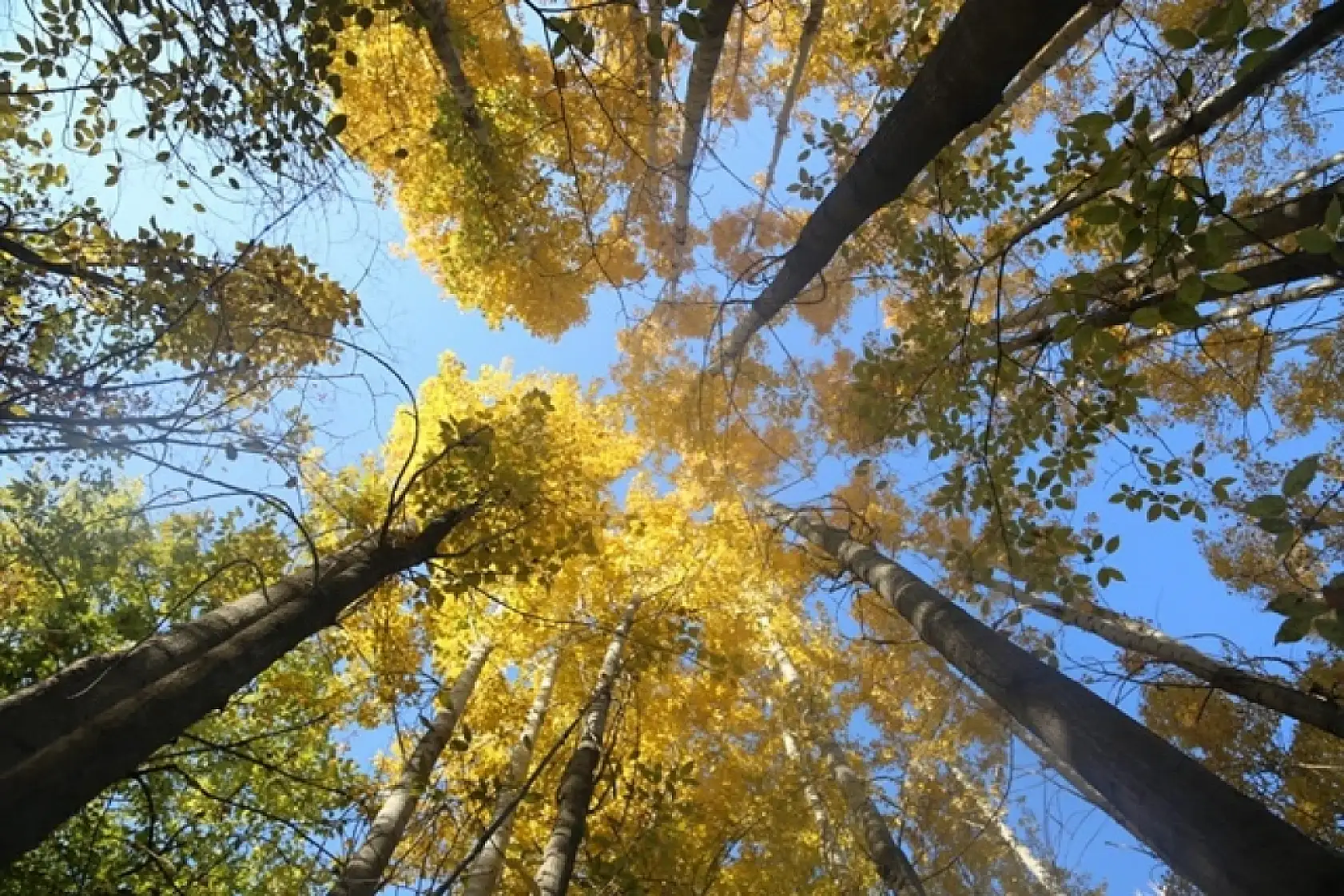 Sonbahar'dan Kareler