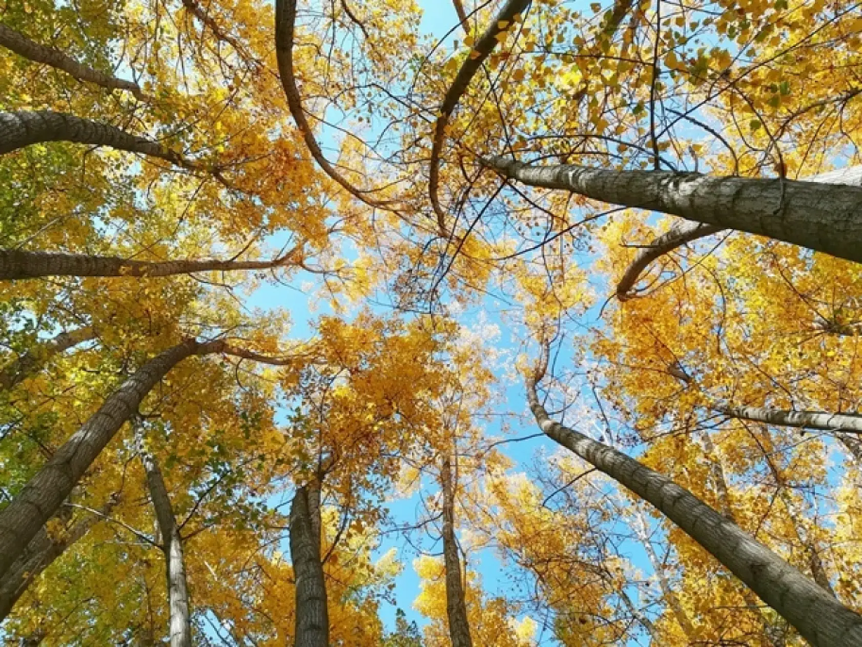 Sonbahar'dan Kareler