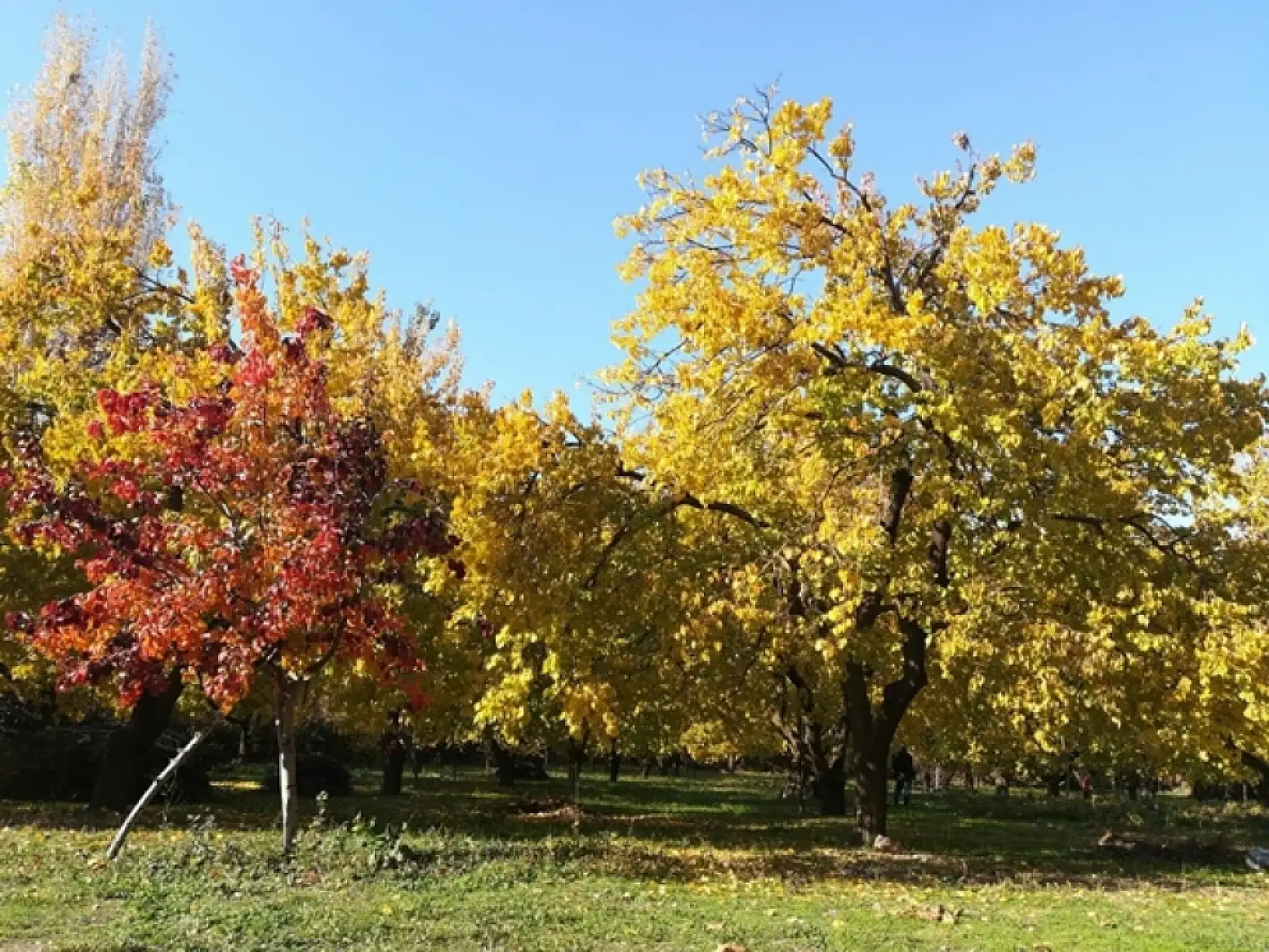 Sonbahar'dan Kareler