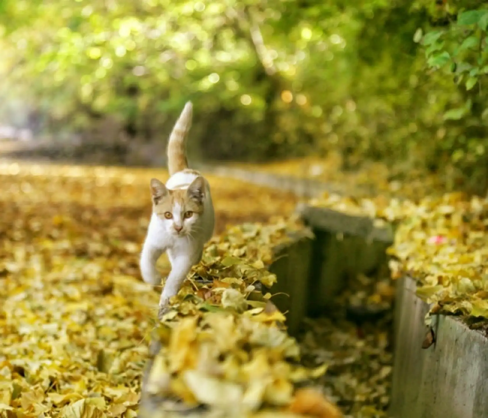 Sonbahar'dan Kareler