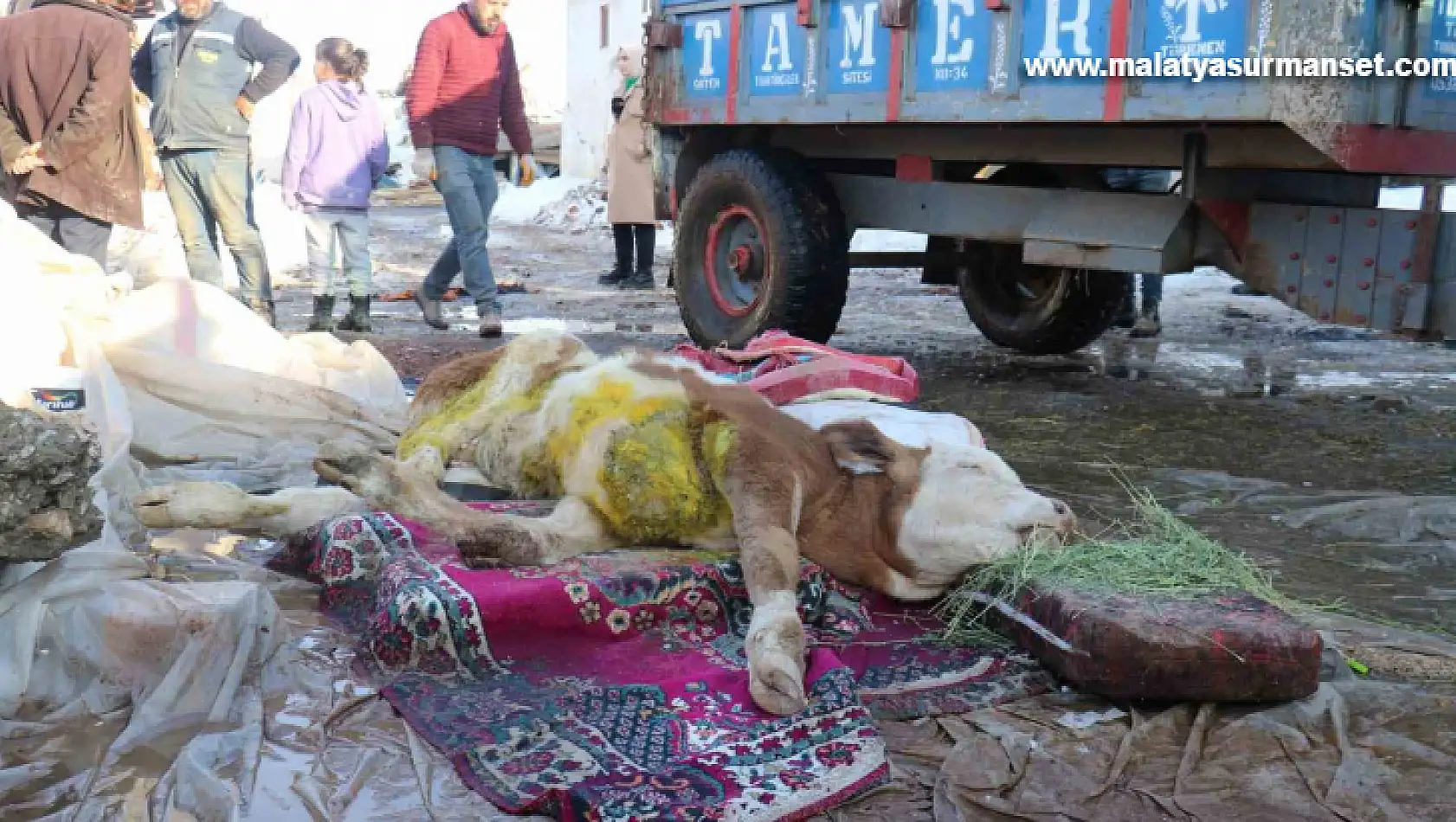 Malatya'da öldü denilen buzağı enkaz altından sağ kurtarıldı