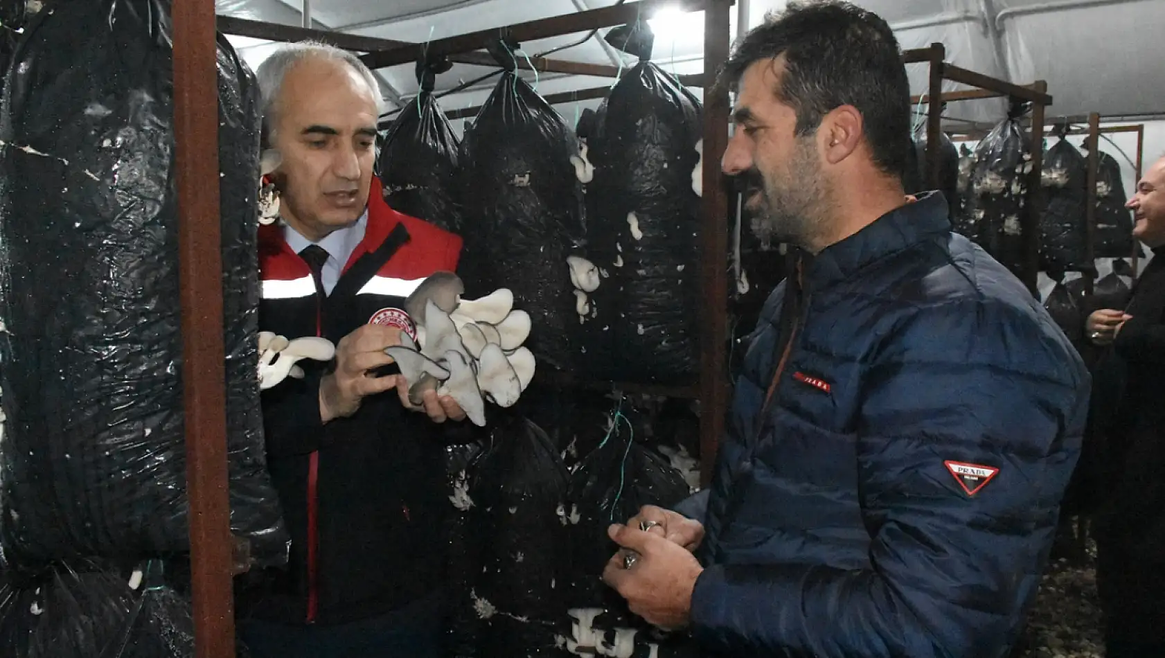 Malatya'da yılda yaklaşık 95 ton mantar üretiliyor