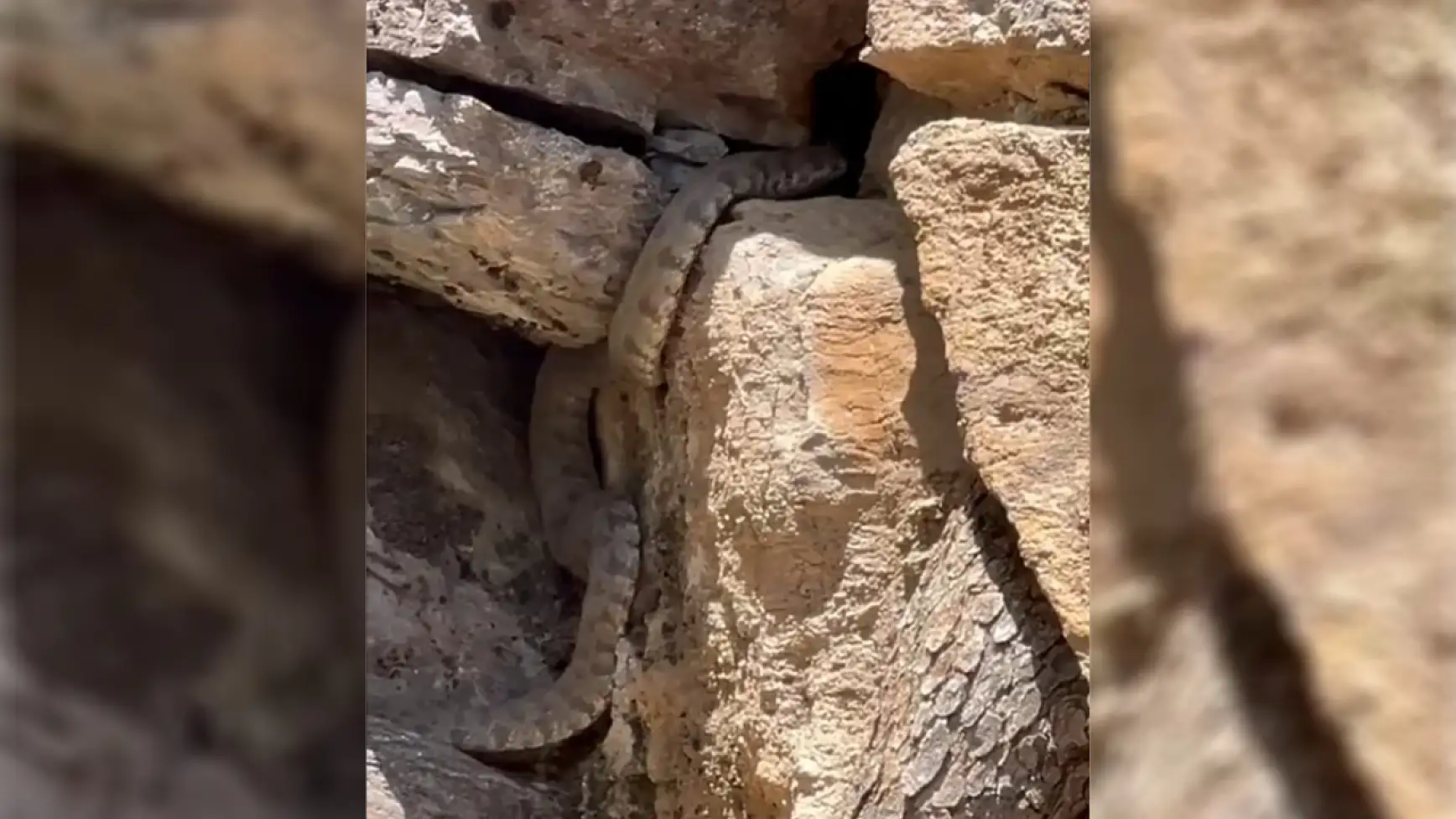 Doğa Tutkunlarının Karşısına Engerek Yılanı Çıktı!