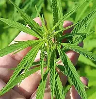 21 İlde Kenevir Üretimine İzin