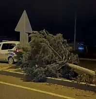 Malatya'da fırtına ağaçları kökünden söktü