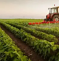 Tarım Üretici Fiyatları Aralık'ta Neden Arttı?