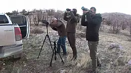 Adıyaman'da yaban keçileri tek tek sayılıyor