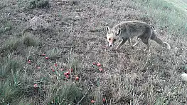 Gizemli Avcı Gün Yüzüne Çıktı... Kızıl Tilki Kamerada!