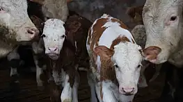 Yıl bitmeden gelen çifte mutluluk: Üreticinin ikiz buzağı sevinci