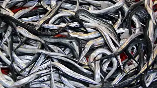 7 balık türü daha resmen tescil edildi