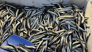 Balıkçılar Müjdeyi Verdi: Hamsi Bu Yıl Rekor Kırabilir!