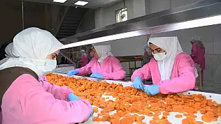 Malatya'da kuru kayısıda 11 ayda 275 milyon dolar gelir elde edildi