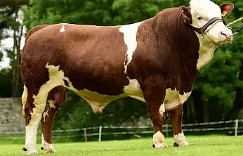 2026 yılı besilik sığır ithalatı başvuruları başladı