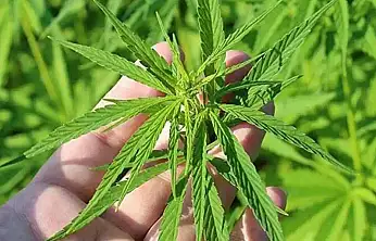 21 İlde Kenevir Üretimine İzin