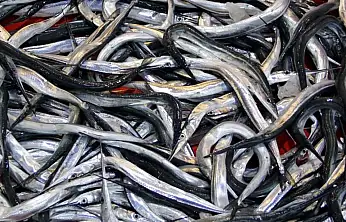 7 balık türü daha resmen tescil edildi