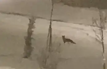 Aç kalan tilki şehir merkezine indi