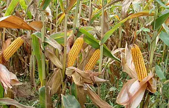 Arpa ve mısır ithalatında tarife kontenjanı 1 milyon ton oldu