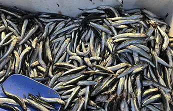 Balıkçılar Müjdeyi Verdi: Hamsi Bu Yıl Rekor Kırabilir!