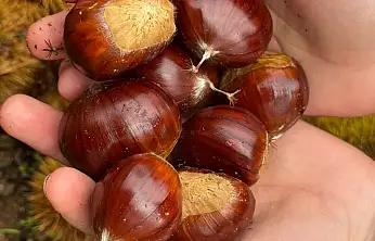 Beydağ'da kestane bereketi 240 ton ürün toplandı