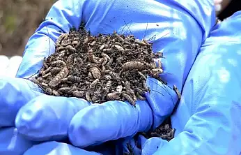 Böcek kalıntıları ölümün sırrını çözüyor!