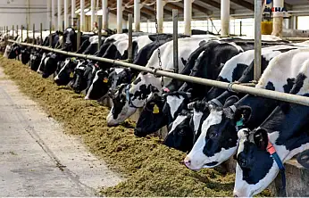 Büyükbaş hayvan sayısı yüzde 4,3 arttı