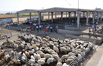 Çiftçilere Kritik Uyarı: Buzağı ve Kuzu Desteklerinde Askı Süreci Başladı