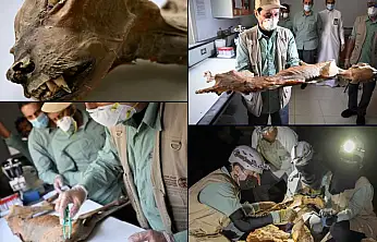 Çöl mağaralarında 1.800 yıllık çita mumyaları