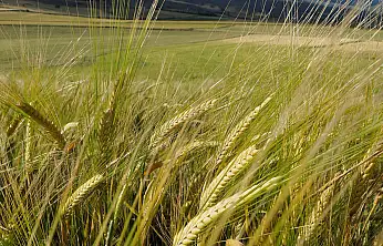 Dünyanın en büyük arpa üreticileri açıklandı