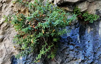 Endemik Malatya kantaronu, kimyasal olarak sarı kantarondan daha zengin çıktı