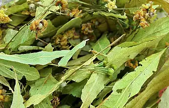 Kışın Şifa Deposu: Ihlamurun Bilinmeyen Etkileri