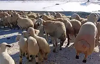 Hayvancılık Emek Sabır Ve Alın Teri İster