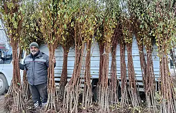 Kayısı fidanı satıcıları: Talep artarak büyüyor