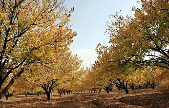 Kayısı Bahçelerinde Sonbahar Mücadelesi Başladı!