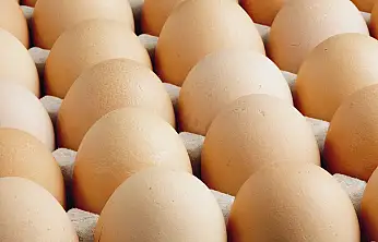 Kişi başına düşen yumurta üretimi 15 adet azaldı