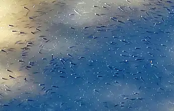 Kuraklık balıkları vurdu