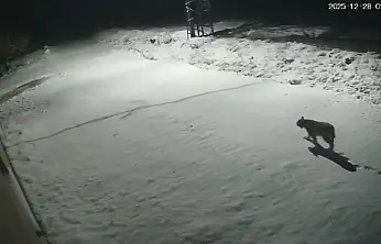 Malatya'da 'vaşak görüntülendi