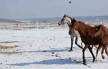 Geleceğin Efsane Yarış Atları Malatya'da Doğuyor